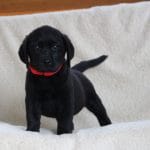 Laila-female-labrador-retriever-puppy-for-sale1