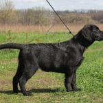 Lancelot-male-Labrador-retriever-puppy-for-sale-2