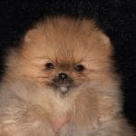Layla-female-pomeranian-puppy-for-sale01