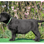 Memory-female-Labrador-retriever-puppy-for-sale-1