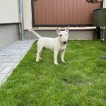 Messi-male-miniature-bull-terrier-for-sale03