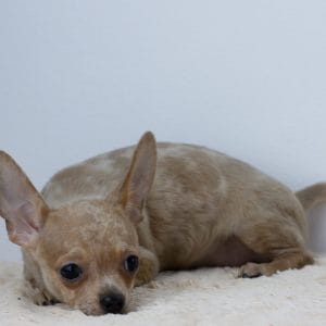 Nayeli Chihuahua