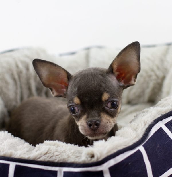 Nesson Chihuahua