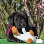 Noble-male-Labrador-retriever-puppy-for-sale-1