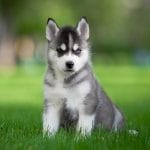 Odin-male-Husky-puppy-for-sale-1