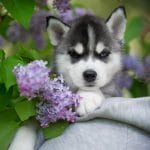 Odin-male-Husky-puppy-for-sale-5