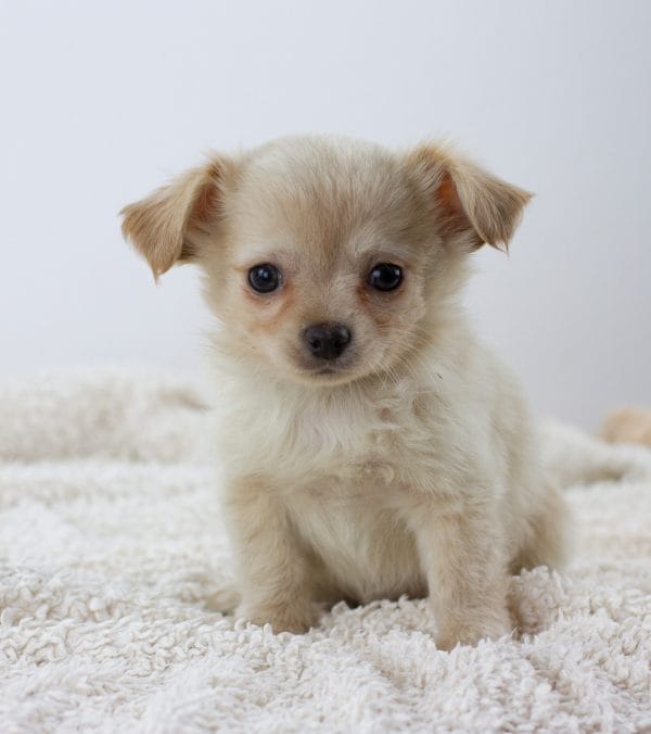 Parker Chihuahua