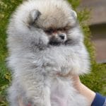 Truffle Pomeranian
