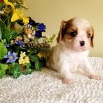 Remy-male-cavalier-king-charles-spaniel-puppy-for-sale04