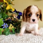 Ringo-male-cavalier-king-charles-spaniel-puppy-for-sale02