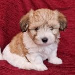 Sebu-male-coton-de-tulear-puppy-for-sale03