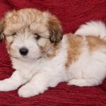 Sebu-male-coton-de-tulear-puppy-for-sale04