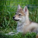 Sigrid-female-american-wolfdog-puppy-for-sale01