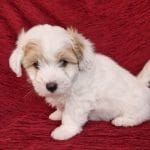 Stupsi-male-coton-de-tulear-puppy-for-sale03