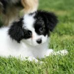 Sunny-male-Papillon-puppy-for-sale-1
