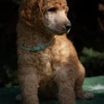 Thunder-male-standard-poodle-puppy-for-sale01