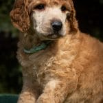 Thunder-male-standard-poodle-puppy-for-sale02