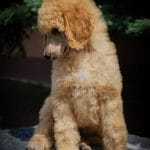 Tito-male-standard-poodle-puppy-for-sale01