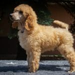 Tito-male-standard-poodle-puppy-for-sale03