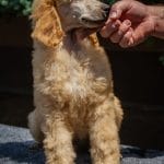 Tito-male-standard-poodle-puppy-for-sale05