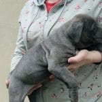 Winnie-female-Cane-Corso-puppy-for-sale-1