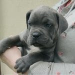 Winnie-female-Cane-Corso-puppy-for-sale-4