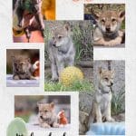 Wotan-male-american-wolfdog-puppy-for-sale01
