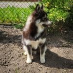 Alan-male-Pomsky-puppy-for-sale-1