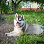 Aluna-female-Pomsky-puppy-for-sale-3