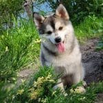Aluna-female-Pomsky-puppy-for-sale-4