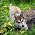 Aluna-female-Pomsky-puppy-for-sale-5