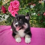 Diana-female-Pomsky-puppy-for-sale-1