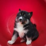Diana-female-Pomsky-puppy-for-sale-3