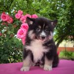 Diana-female-Pomsky-puppy-for-sale-4