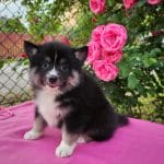 Diana-female-Pomsky-puppy-for-sale-5