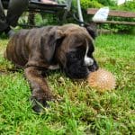 Dusty-male-boxer-puppy-for-sale02