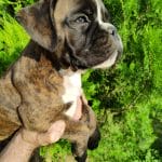 Dusty-male-boxer-puppy-for-sale03