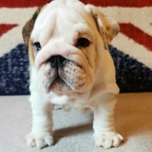 Filija English Bulldog