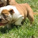 Jeany-female-english-bulldog-puppy-for-sale04