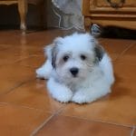Logan-male-coton-de-tulear-puppy-for-sale03
