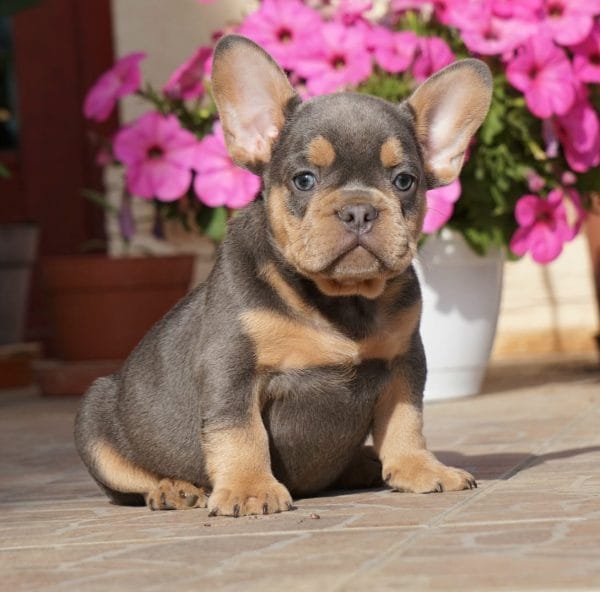 Snorre French Bulldog
