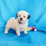 Akarr-male-Ukrainian-Colored-Toy-puppy-for-sale-3