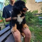 Alexis-female-bernese-mountan-dog-puppy-for-sale01