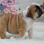 Amadeus-male-english-bulldog-puppy-for-sale02