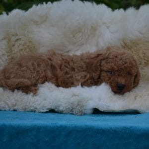 Bocce Toy Poodle