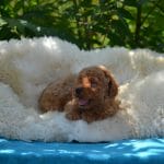 Bocce-female-toy-podlee-puppy-for-sale02