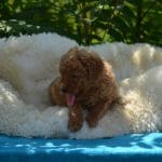 Bocce-female-toy-podlee-puppy-for-sale03