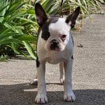 Darius-male-boston-terrier-puppy-for-sale01