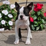 Drew-female-boston-terrier-puppy-for-sale02