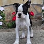 Dylan-male-boston-terrier-puppy-for-sale04